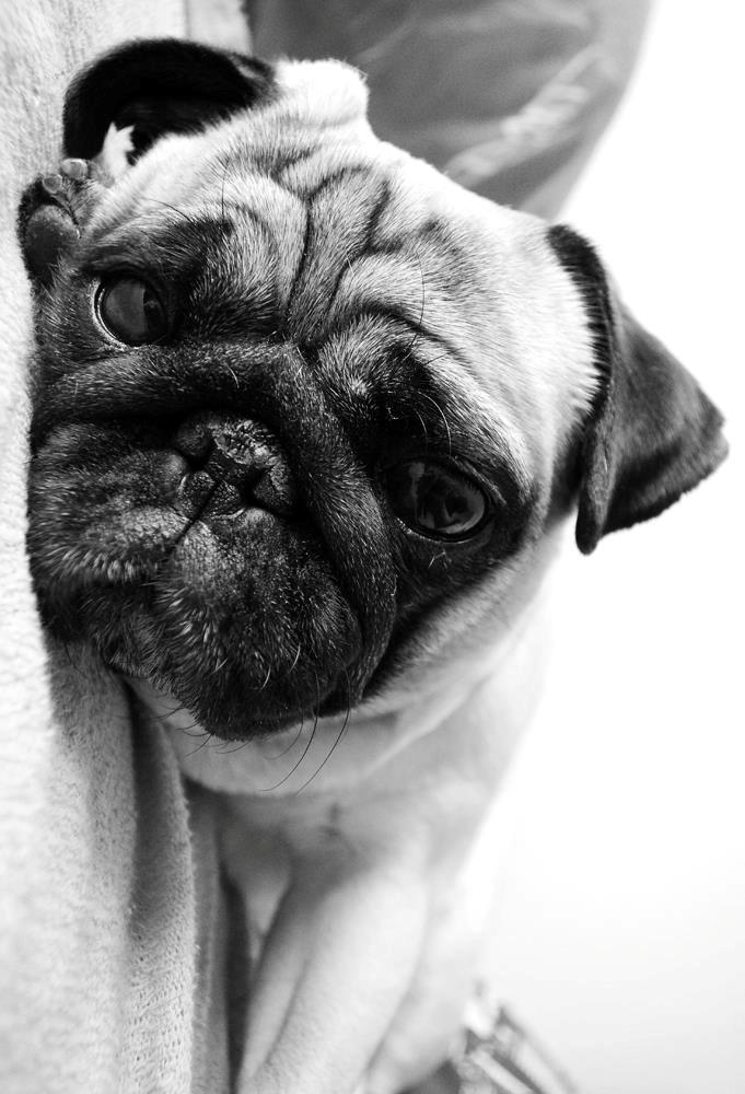 Mops Sally billede 34