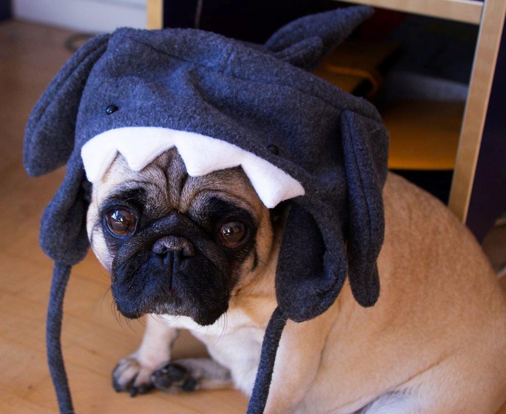 Mops Sally billede 35