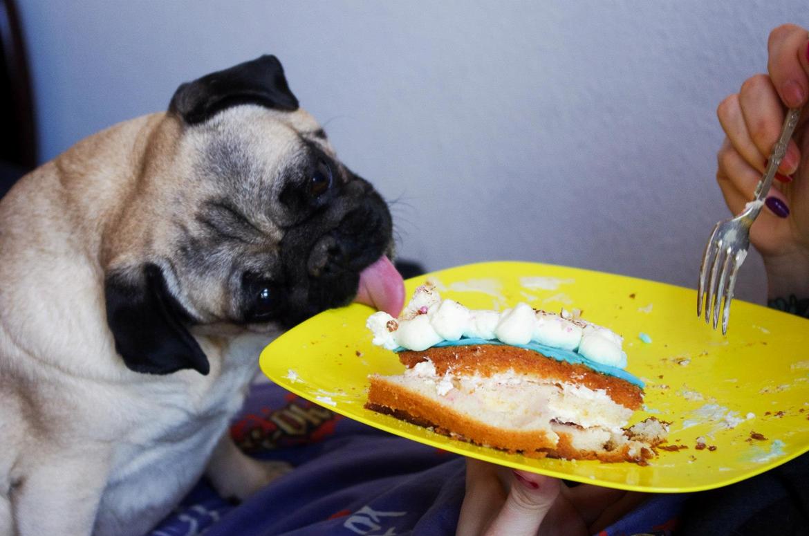 Mops Sally billede 36