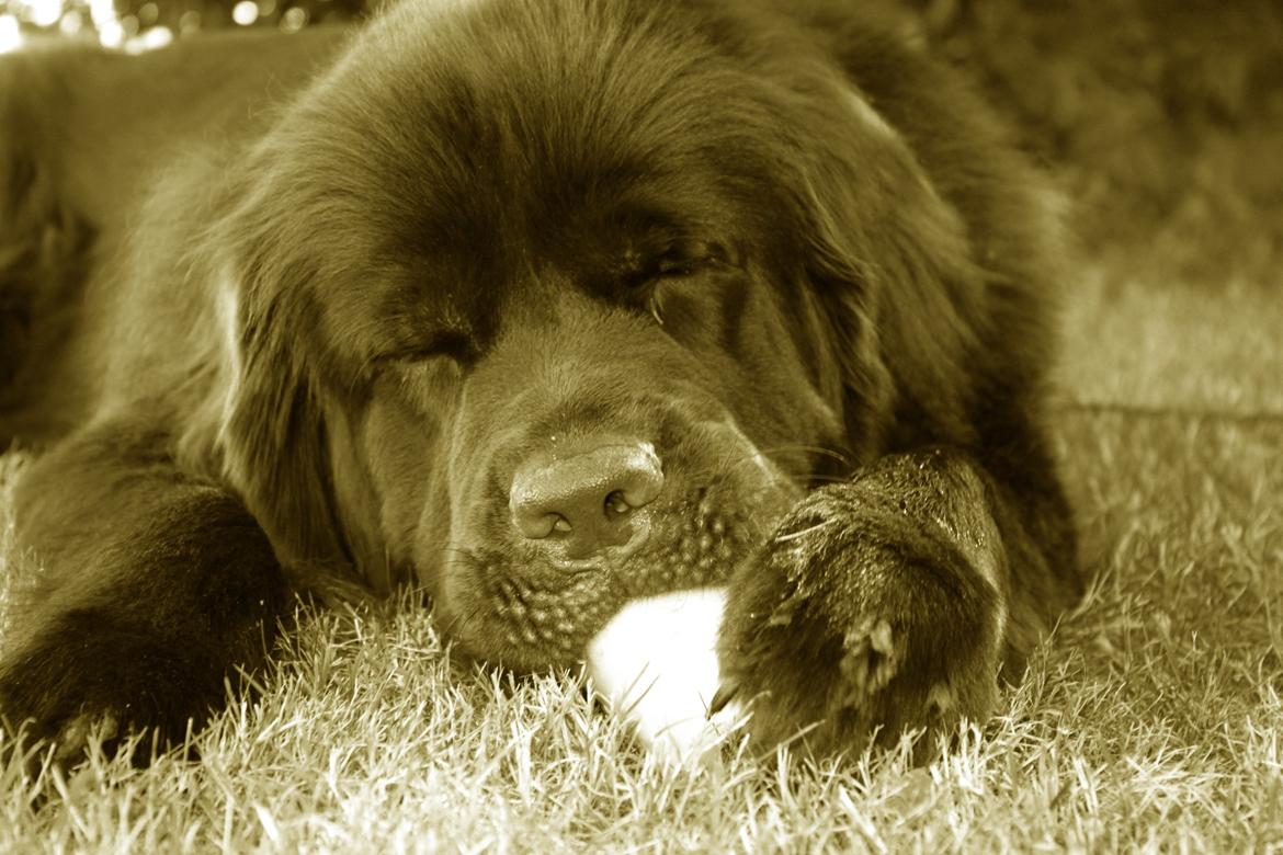 Newfoundlænder Alma billede 10