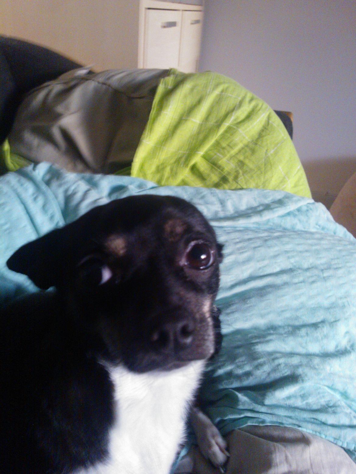 Chihuahua Trille - åååårrrhh kan man stå for dette blik:) skønne trille i juni månede 2013 billede 6