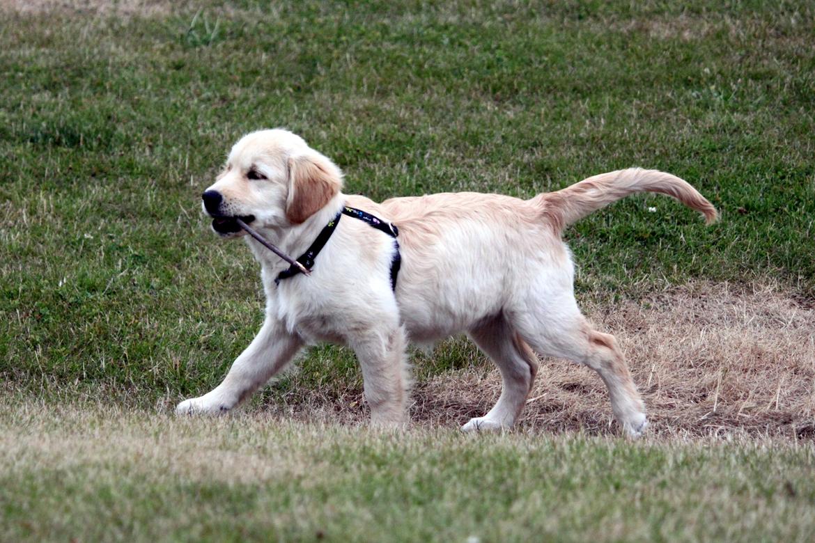 Golden retriever Mellas Purple Fly (Holly) billede 10