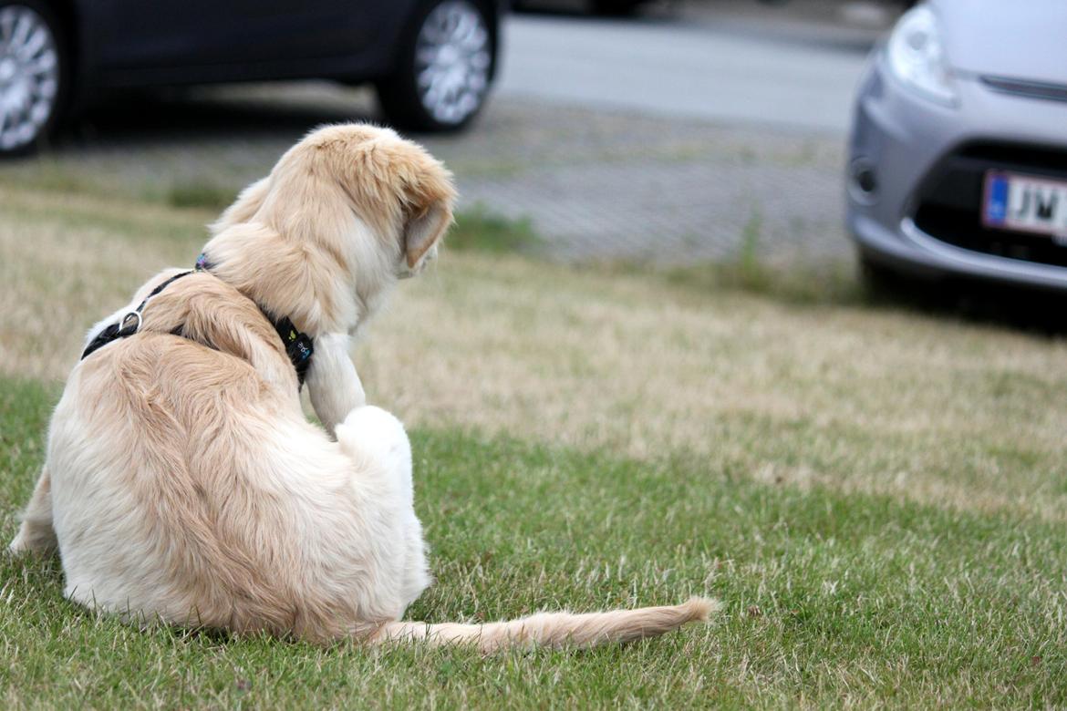 Golden retriever Mellas Purple Fly (Holly) billede 12