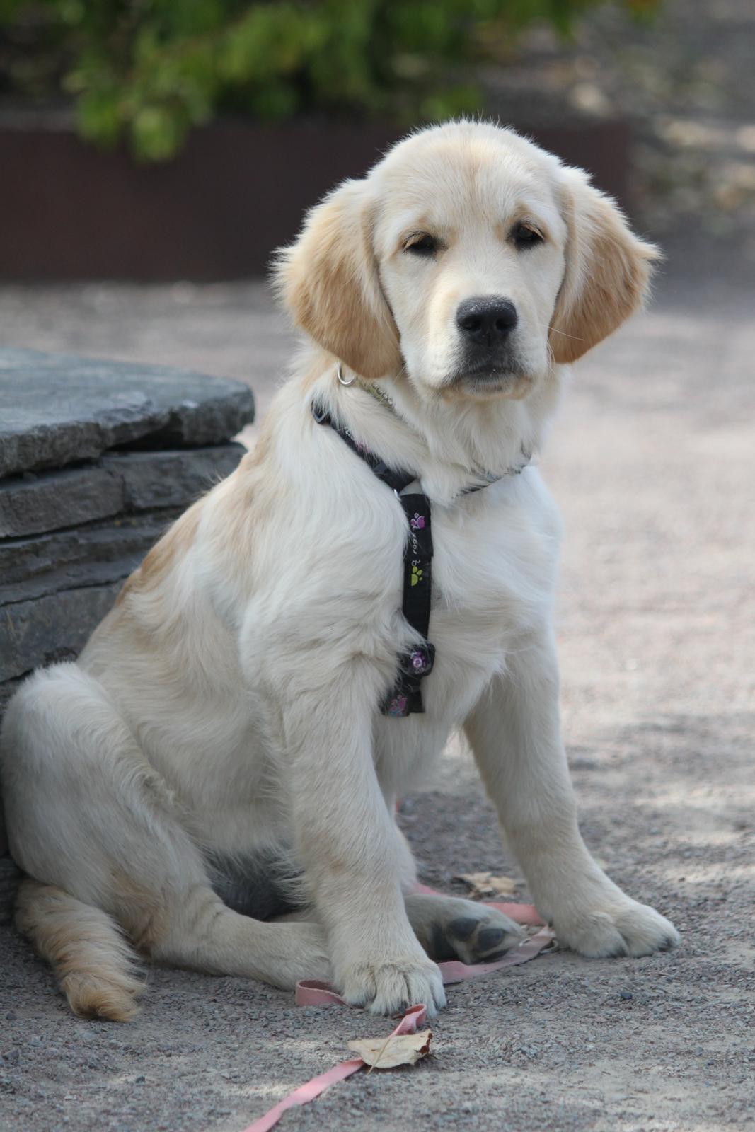 Golden retriever Mellas Purple Fly (Holly) billede 14