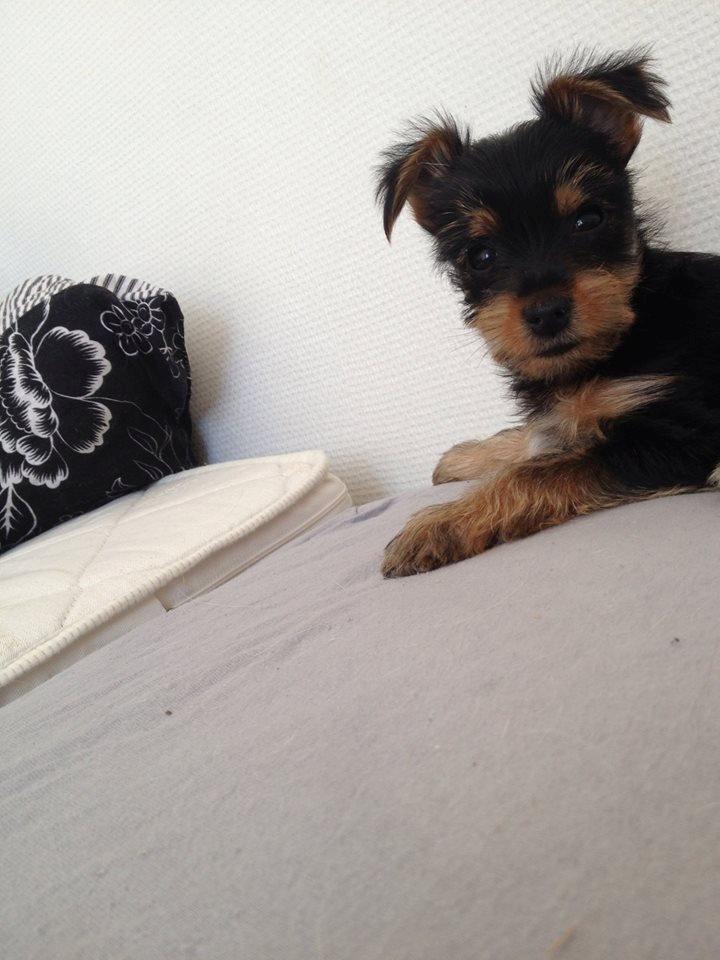 Blanding af racer Thor billede 1