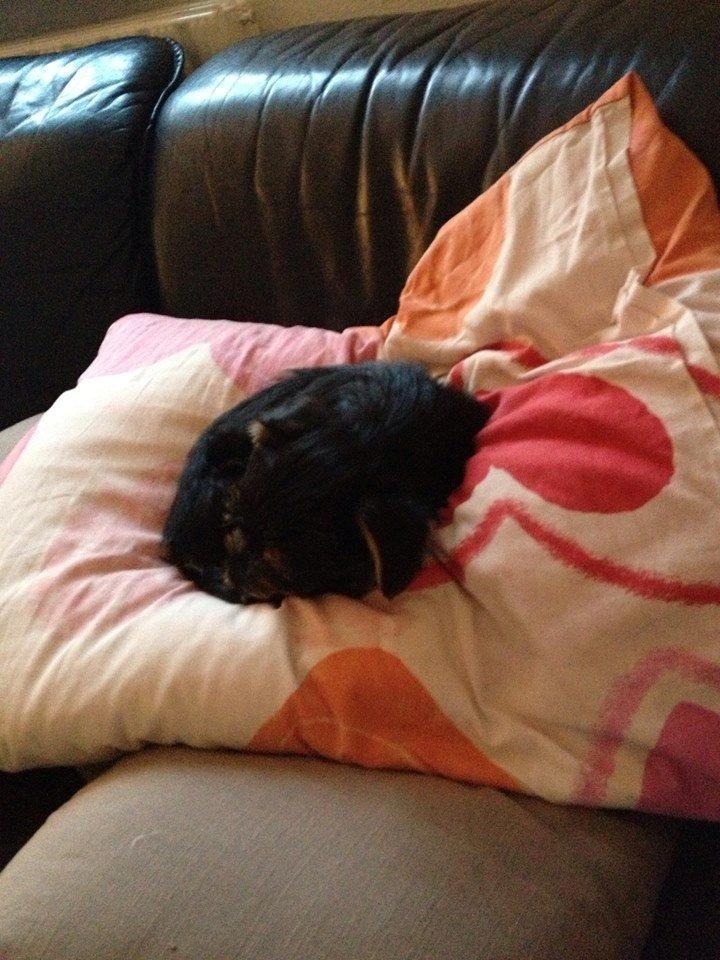 Blanding af racer Thor billede 2