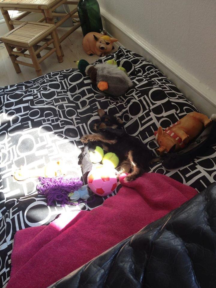 Blanding af racer Thor billede 3