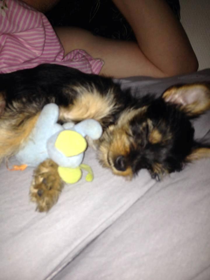 Blanding af racer Thor billede 4