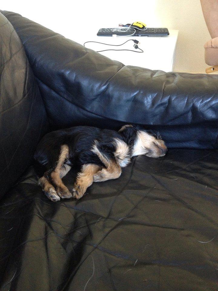 Blanding af racer Thor billede 5