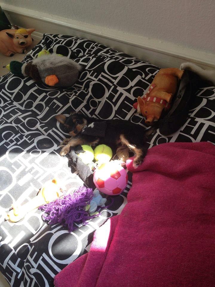 Blanding af racer Thor billede 6