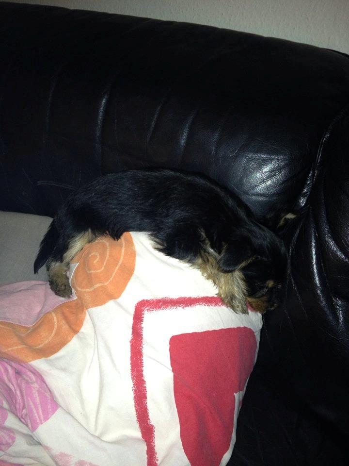 Blanding af racer Thor billede 7