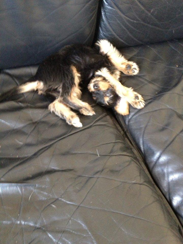 Blanding af racer Thor billede 8