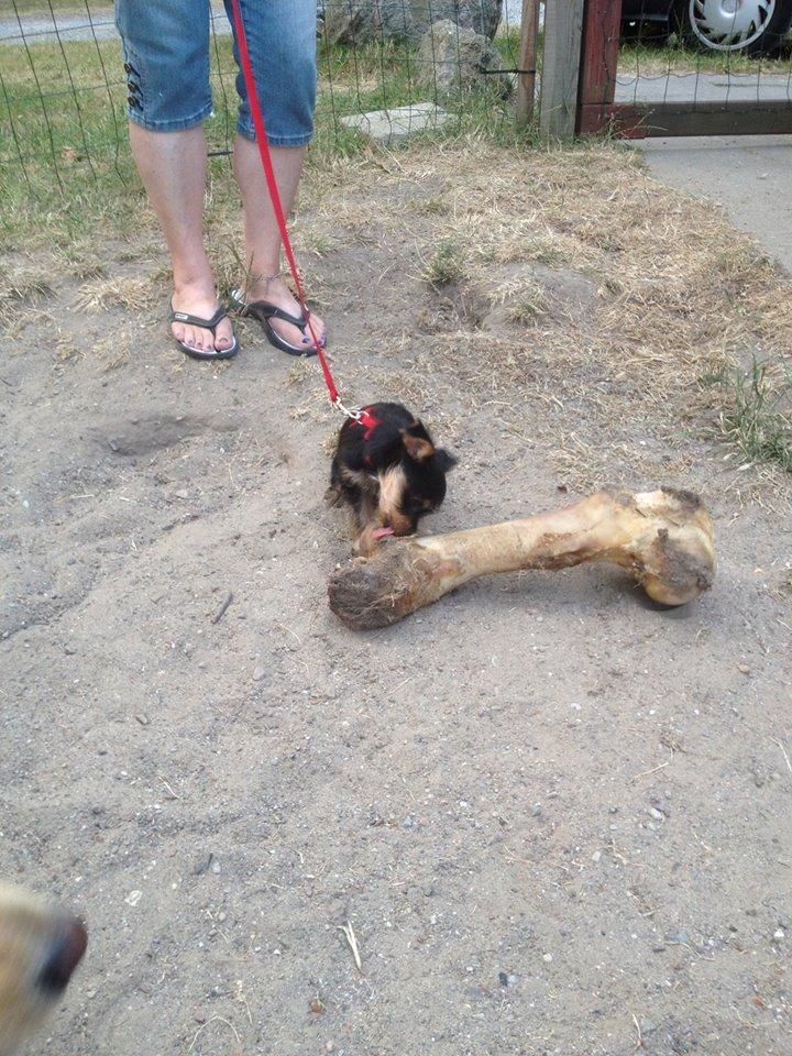 Blanding af racer Thor billede 9