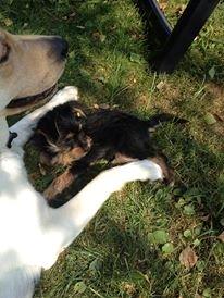 Blanding af racer Thor billede 10