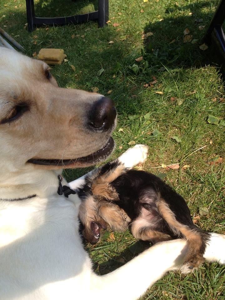 Blanding af racer Thor billede 11