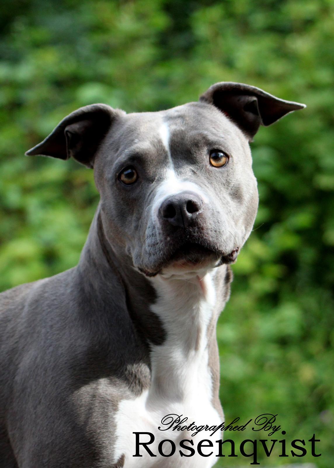 Amerikansk staffordshire terrier Lola - ELSK mig og ELSK mig for evigt og du har en ven for livet.  billede 5