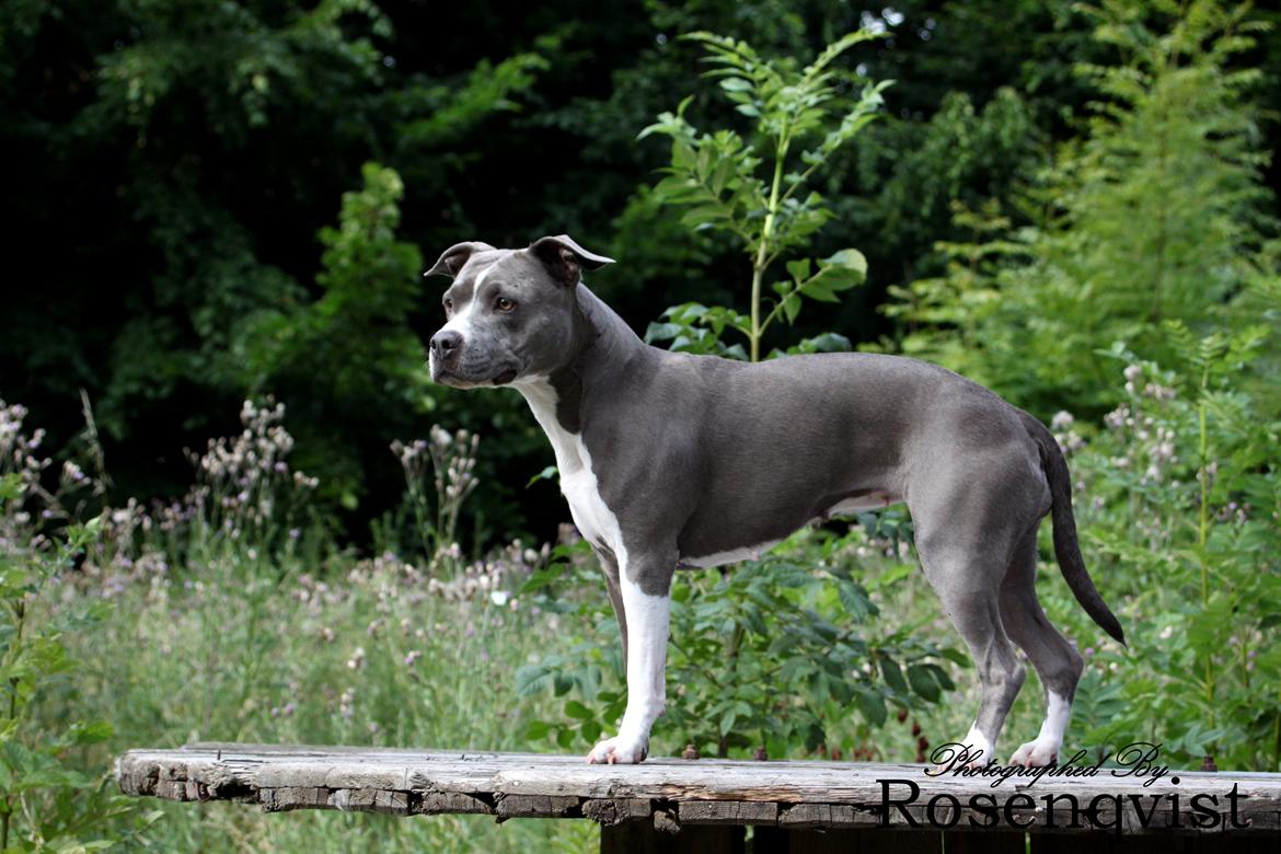 Amerikansk staffordshire terrier Lola billede 48