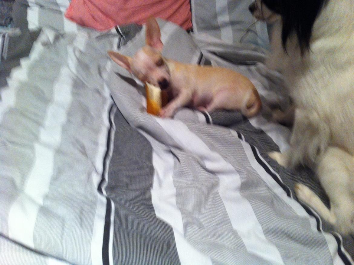 Chihuahua Baby billede 4