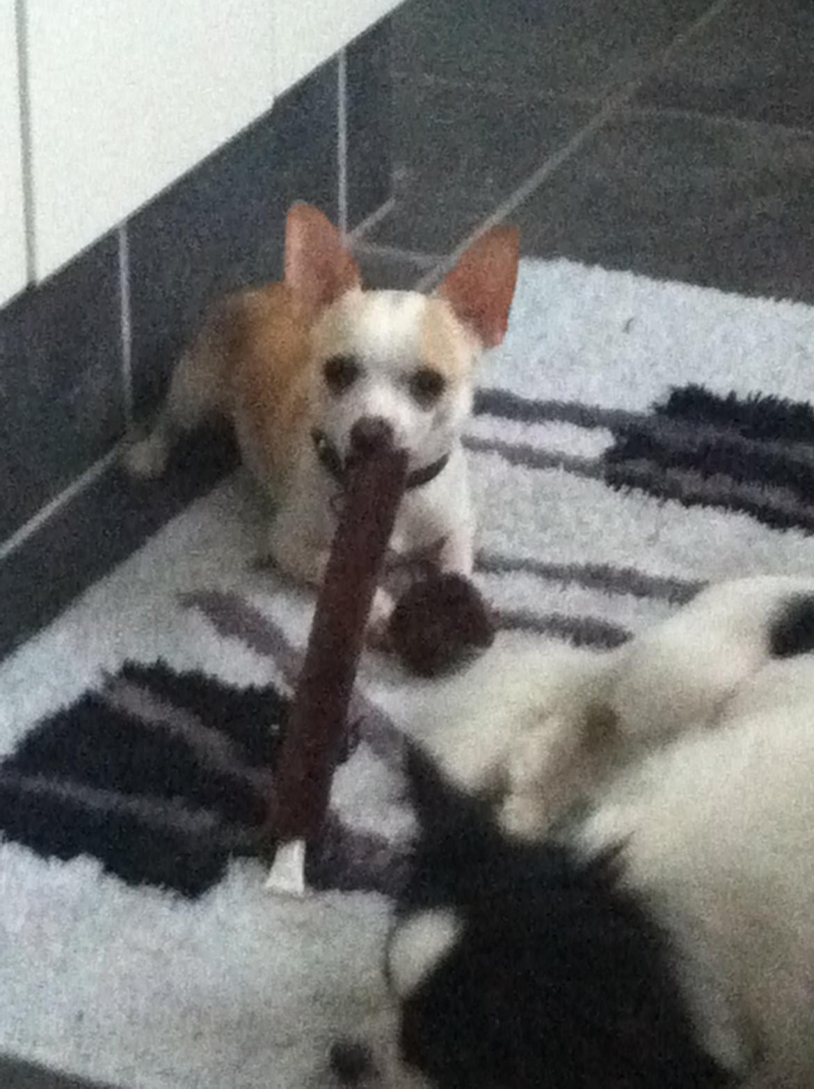 Chihuahua Baby billede 7