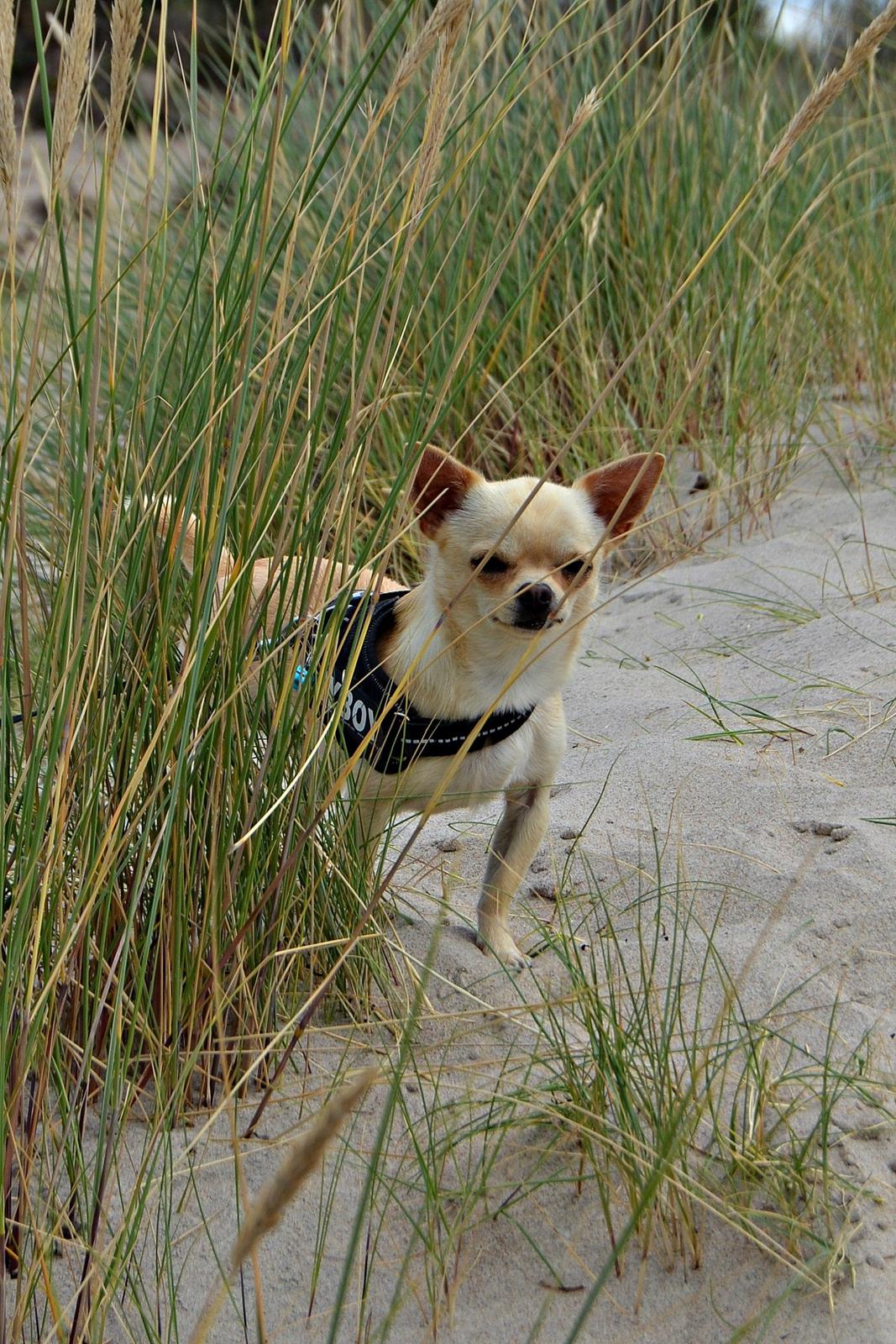 Chihuahua Eddie billede 12