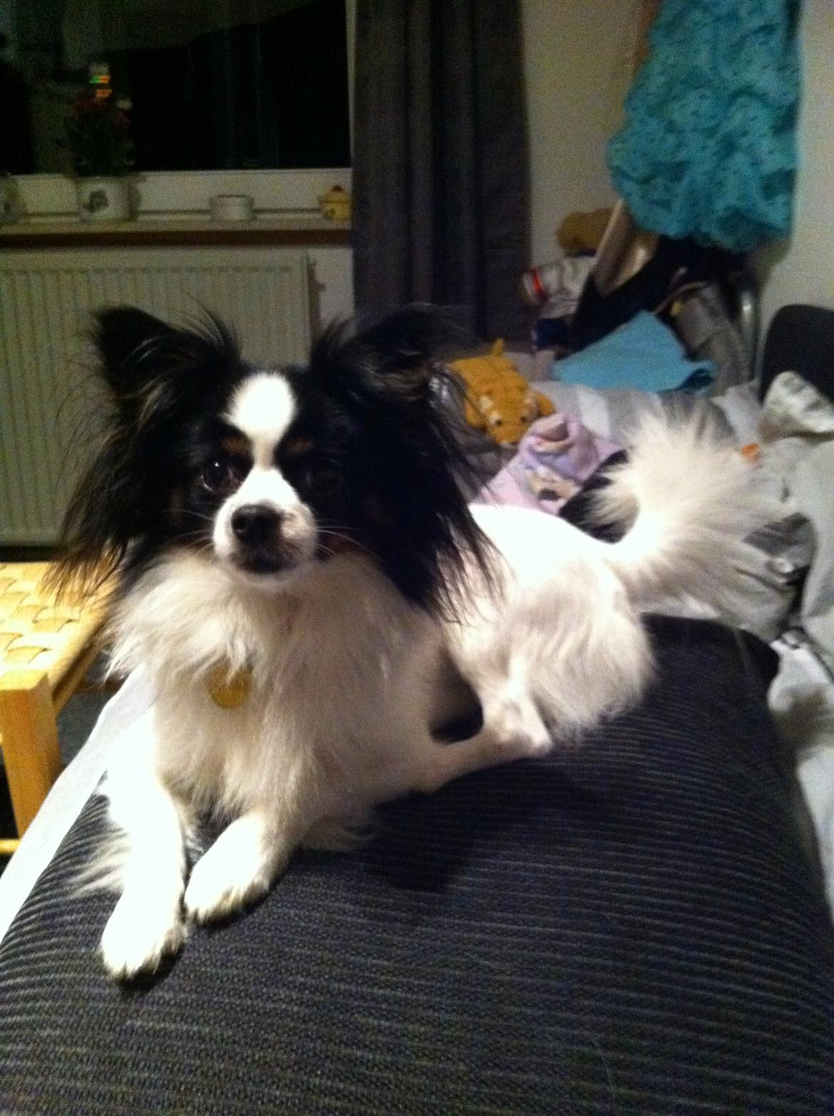 Blanding af racer Nemo billede 1