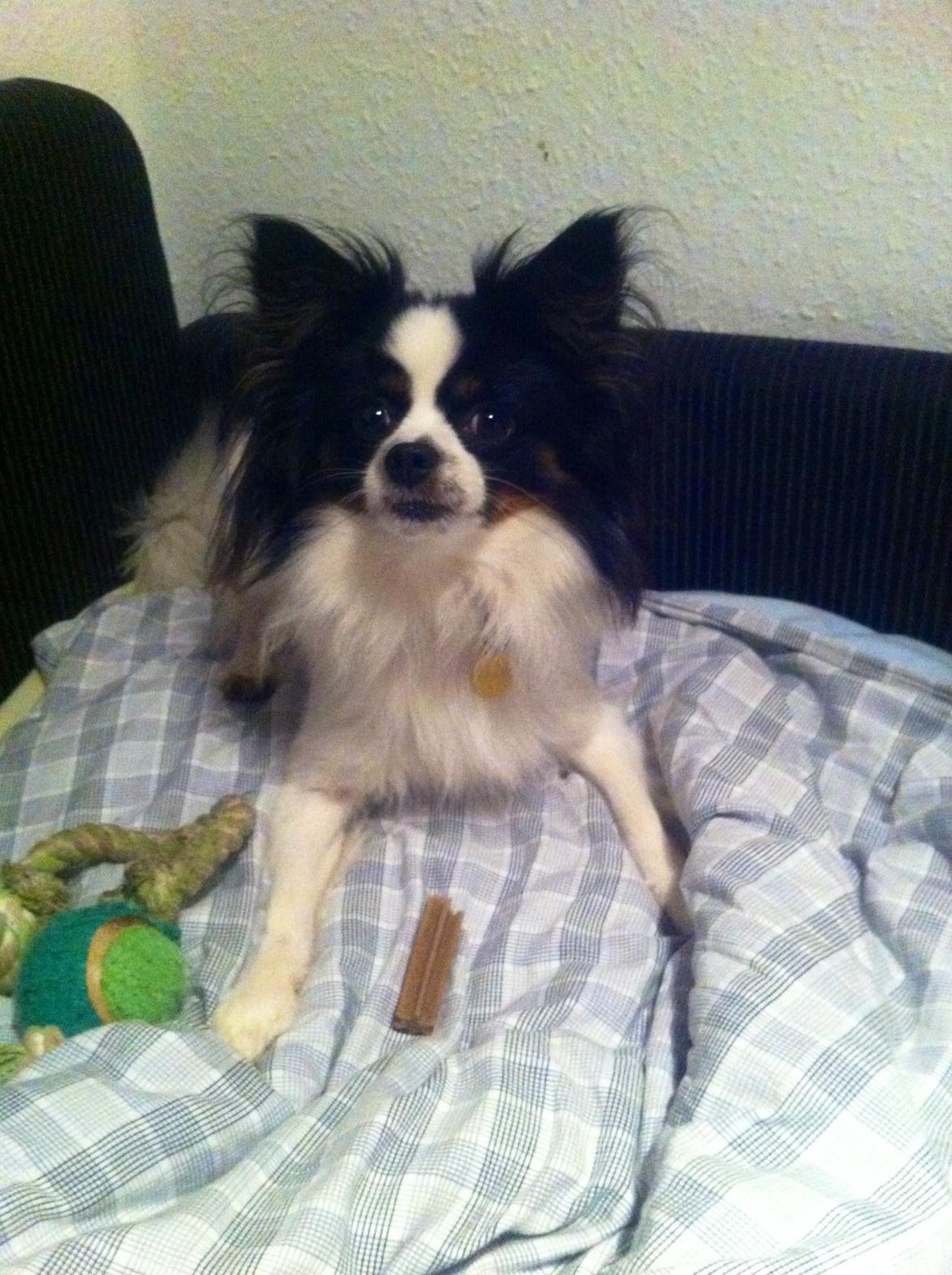 Blanding af racer Nemo billede 2