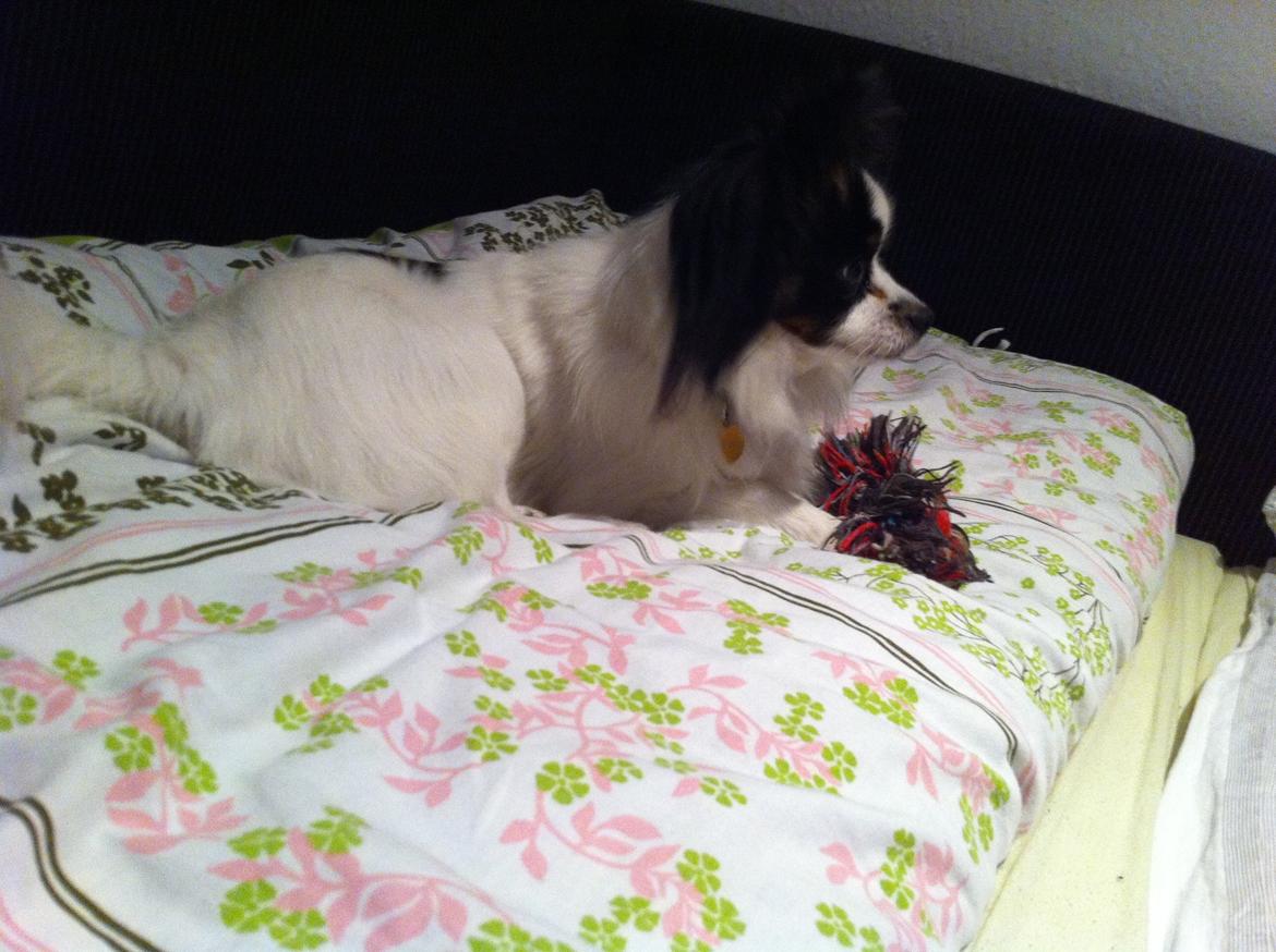 Blanding af racer Nemo billede 3