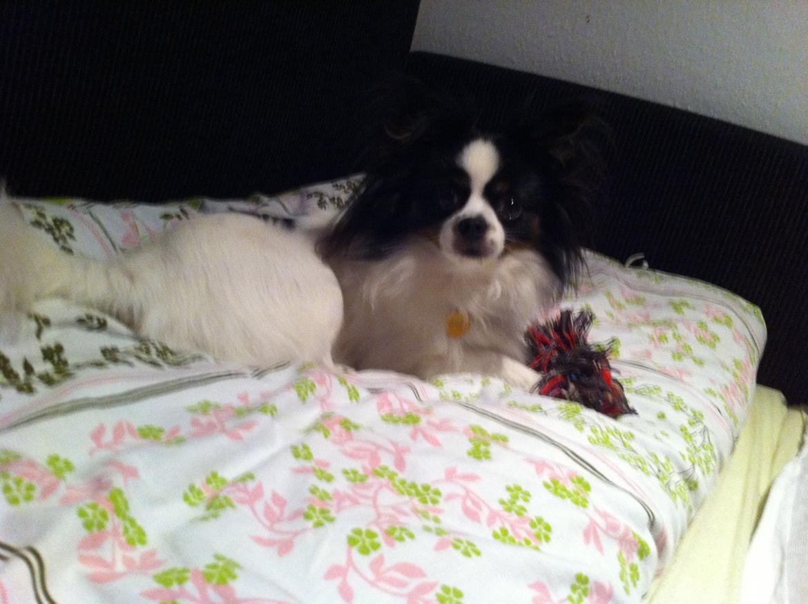 Blanding af racer Nemo billede 4