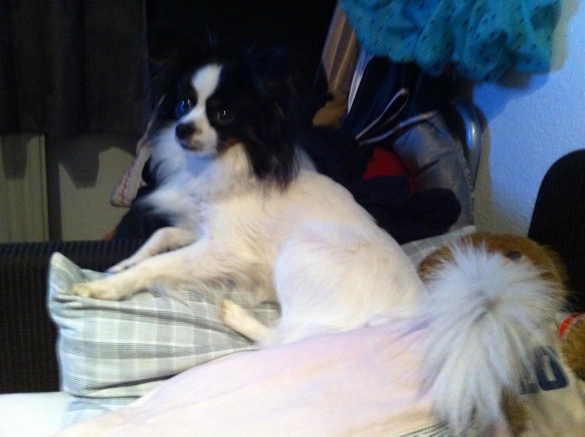 Blanding af racer Nemo billede 5