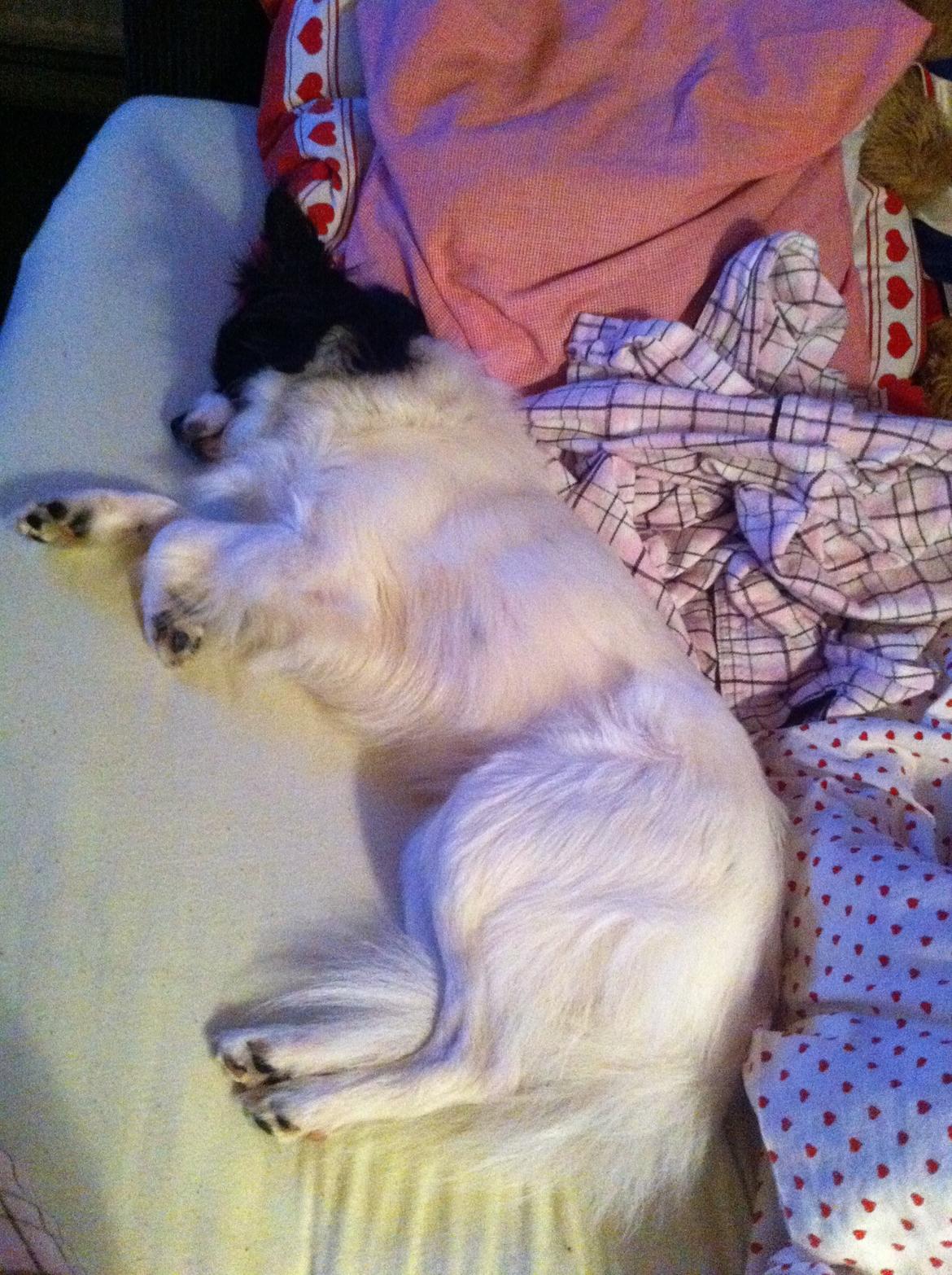 Blanding af racer Nemo billede 7