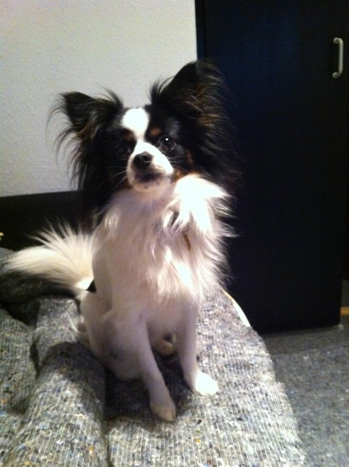 Blanding af racer Nemo billede 9