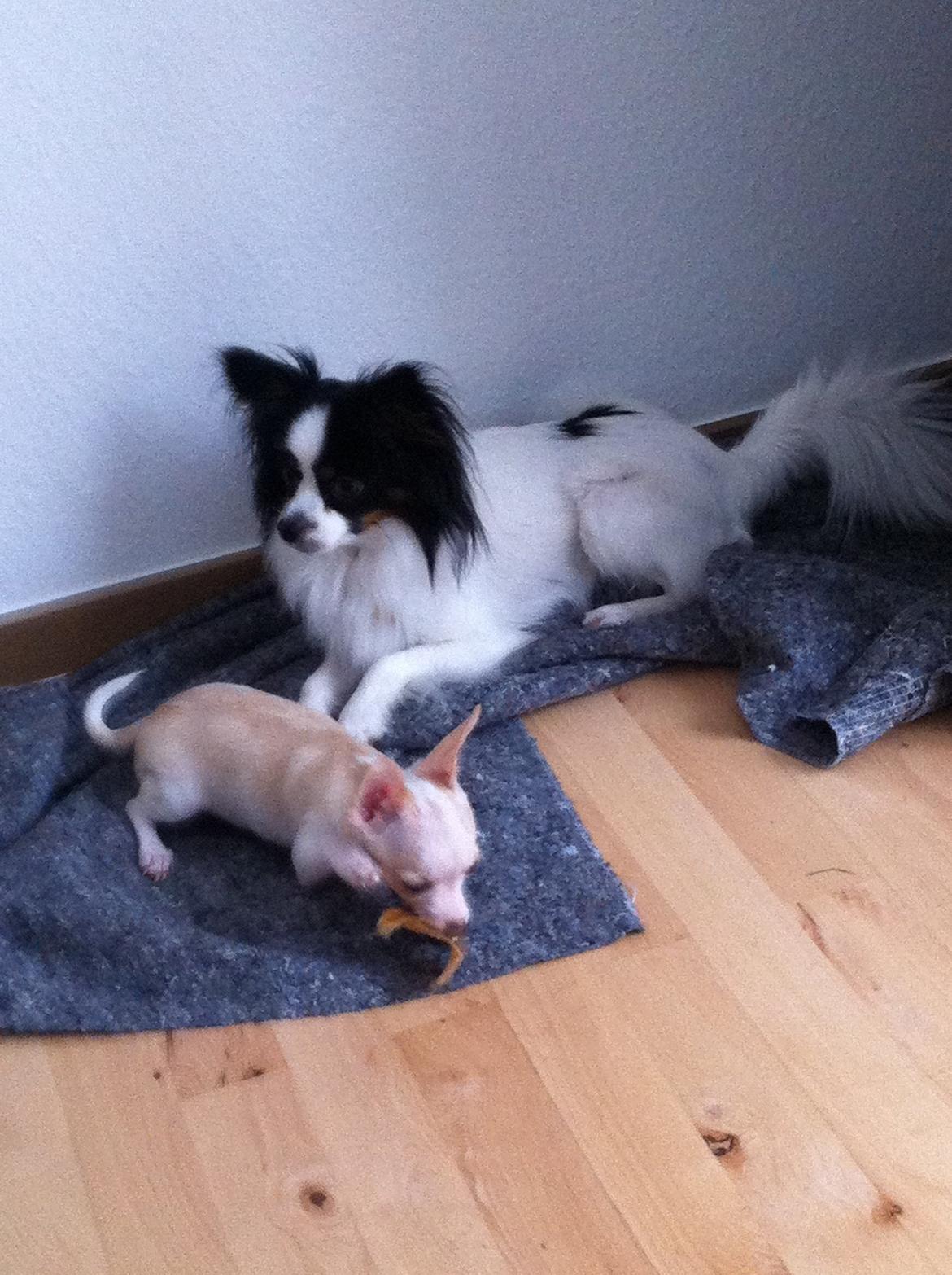 Blanding af racer Nemo billede 10