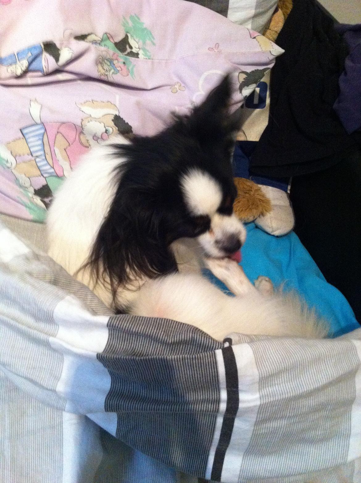 Blanding af racer Nemo billede 11