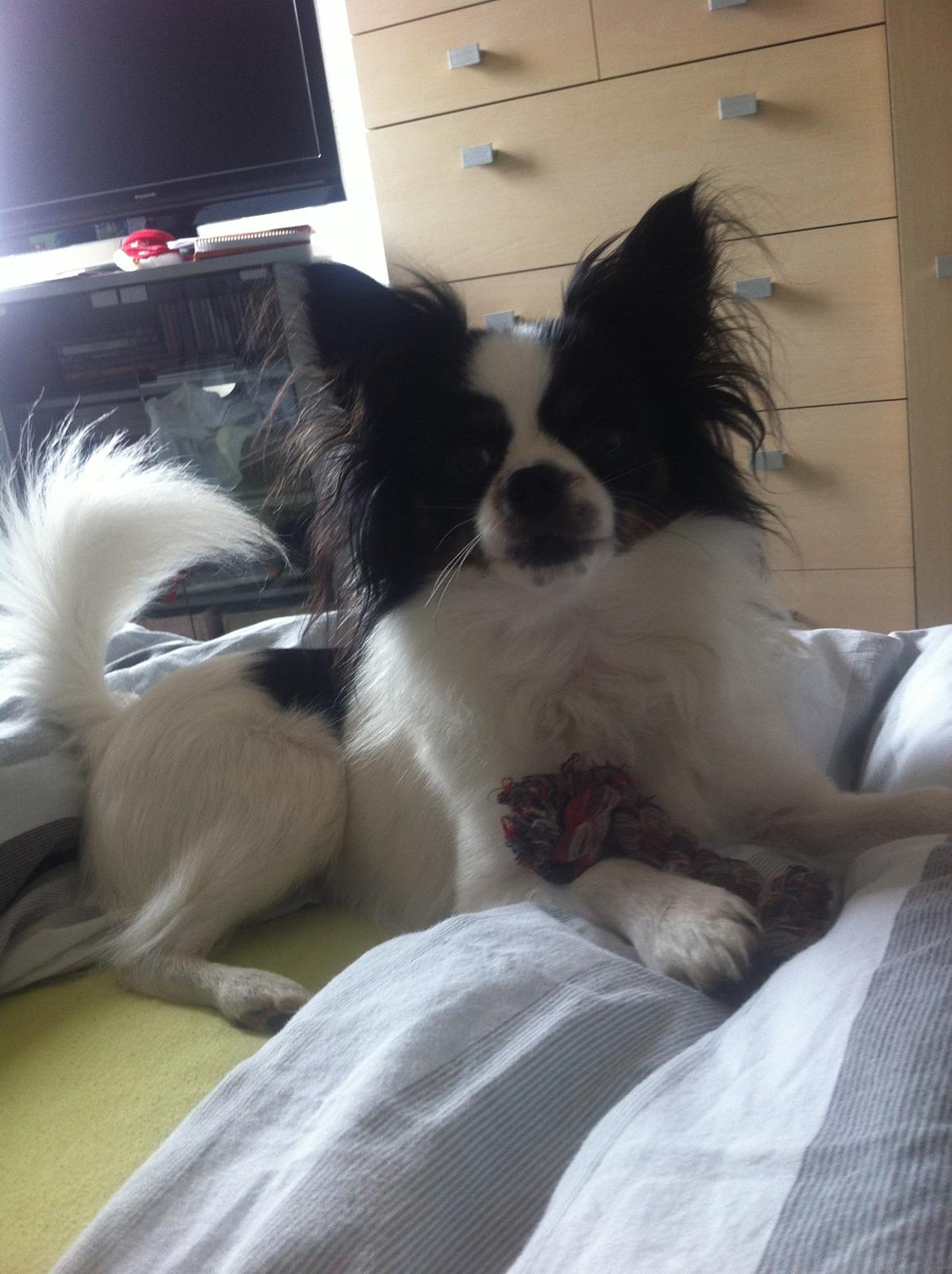 Blanding af racer Nemo billede 12