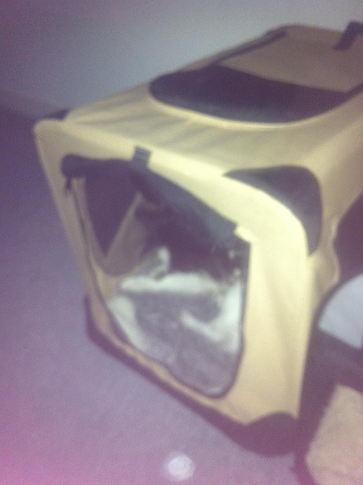 Blanding af racer Nemo billede 13