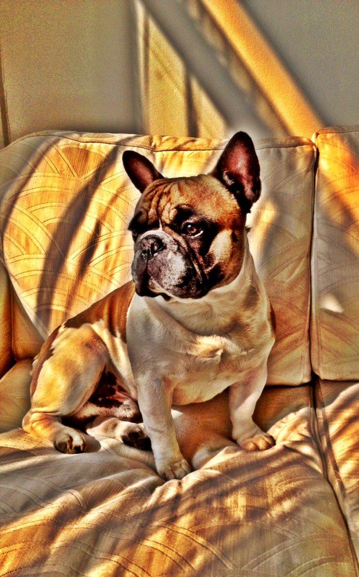 Fransk bulldog Cæsar billede 1
