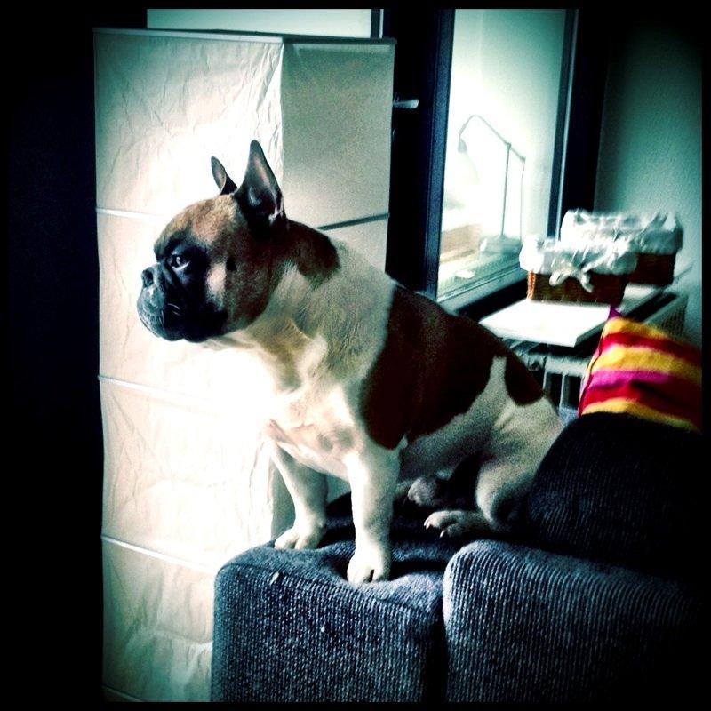 Fransk bulldog Cæsar billede 2