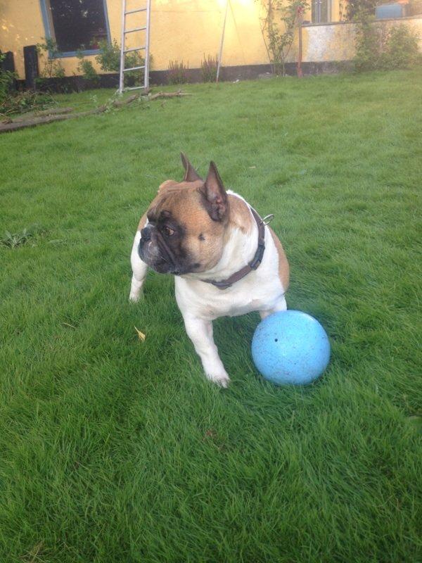 Fransk bulldog Cæsar billede 3