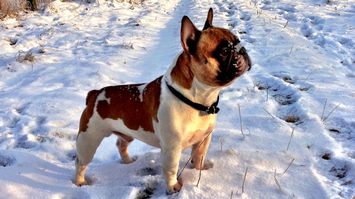 Fransk bulldog Cæsar billede 4