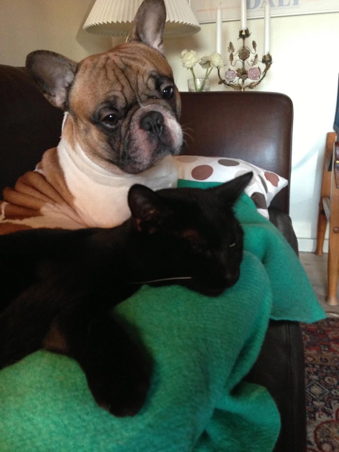 Fransk bulldog Cæsar billede 5