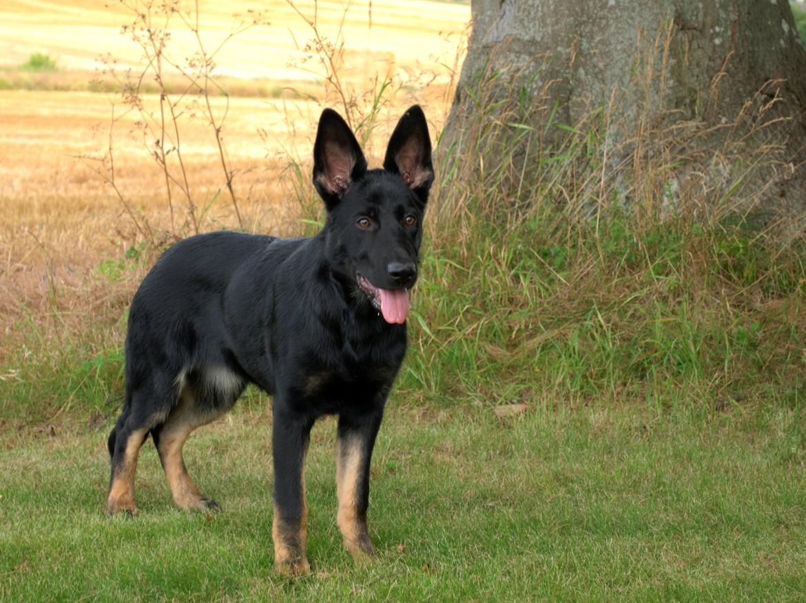 Schæferhund Rebus/Bailey - 4½ måned billede 7