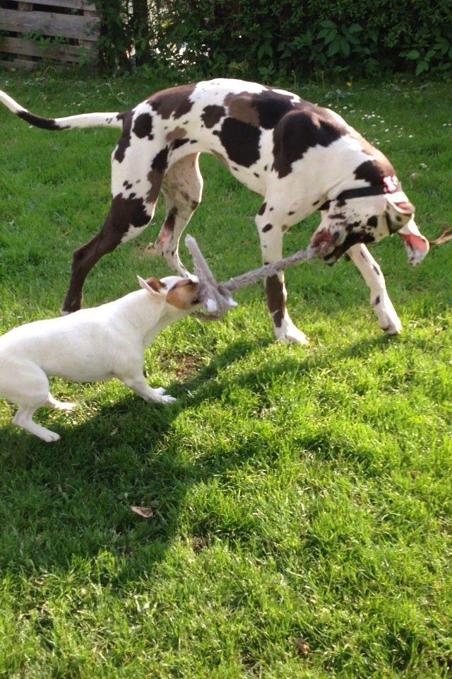 Jack russell terrier lille lindholds Laban billede 19