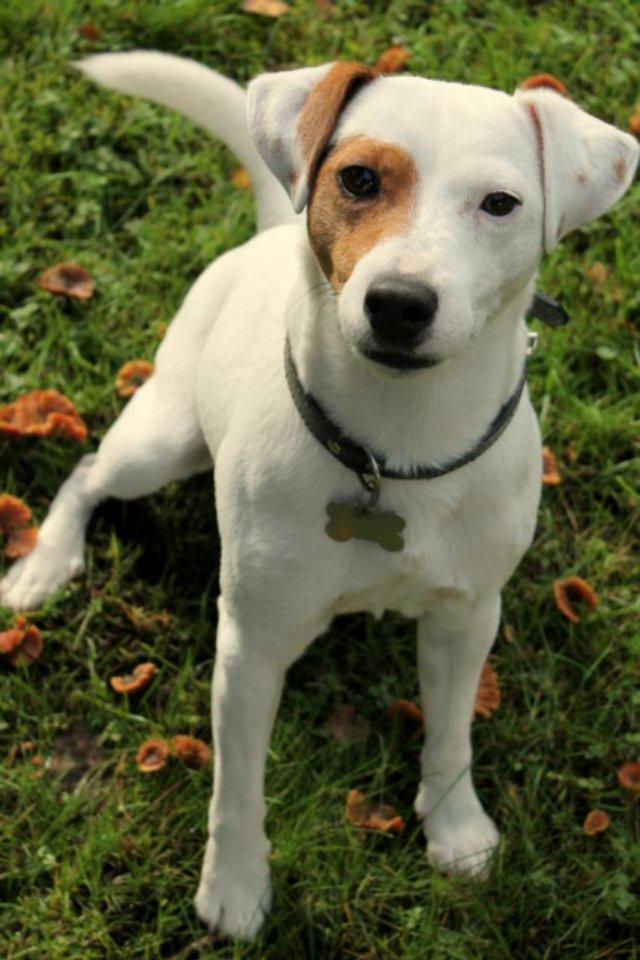 Jack russell terrier lille lindholds Laban billede 20