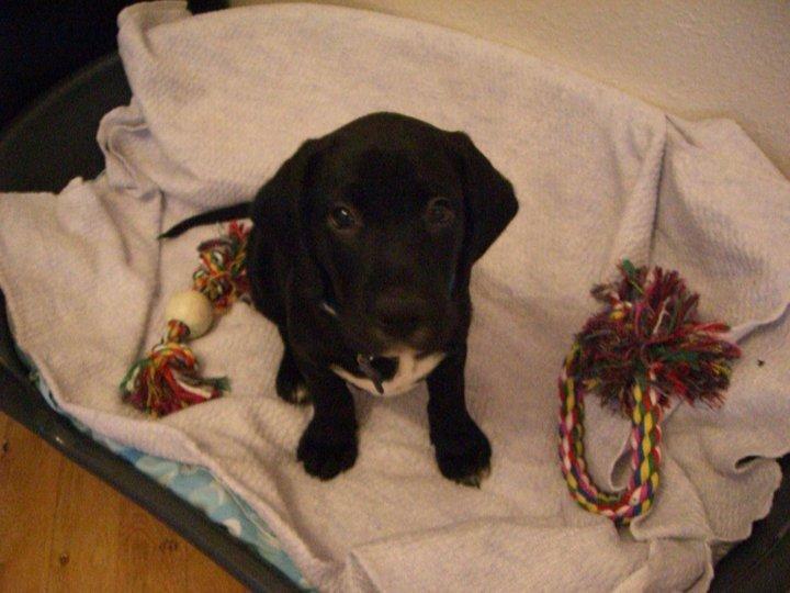 Blanding af racer Cody - Cody, da han var 8 uger billede 2