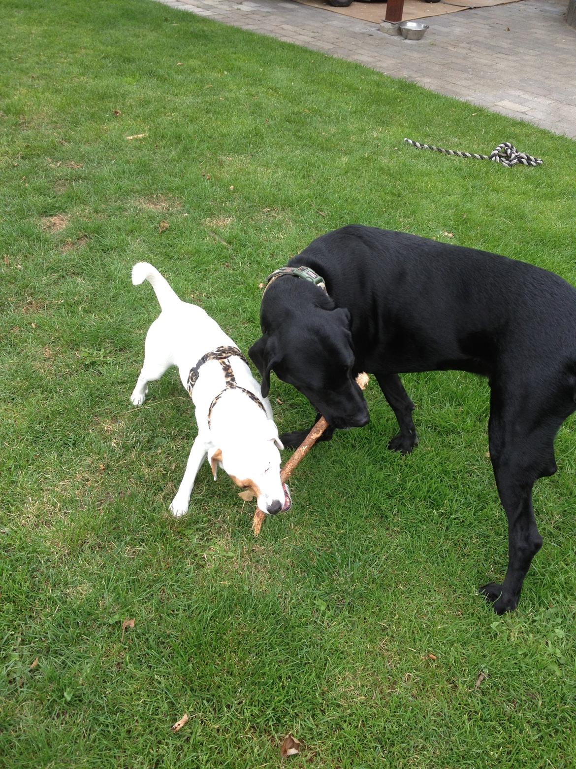 Blanding af racer Cody billede 6