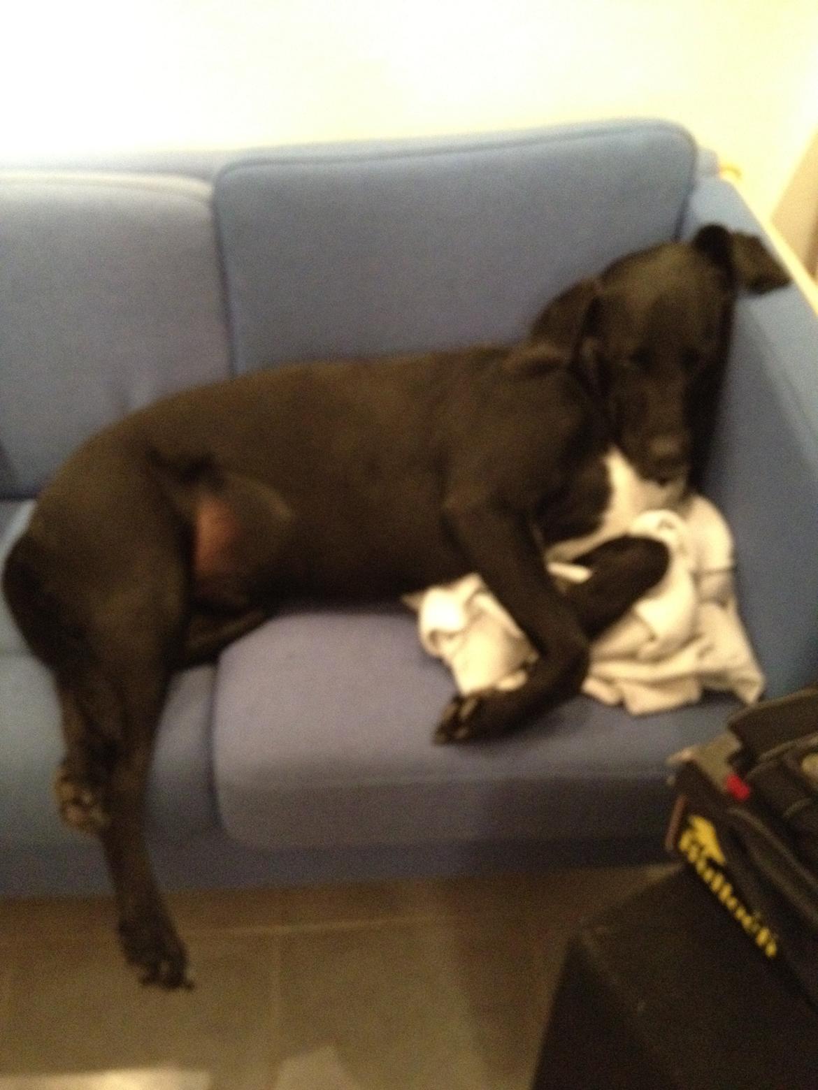 Blanding af racer Cody billede 5