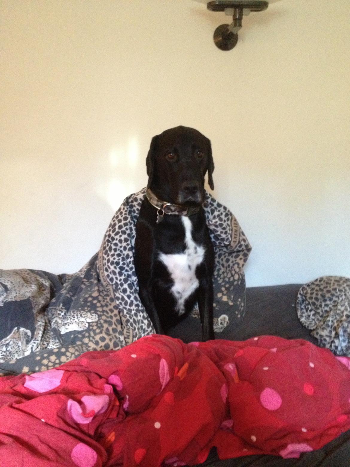 Blanding af racer Cody billede 4