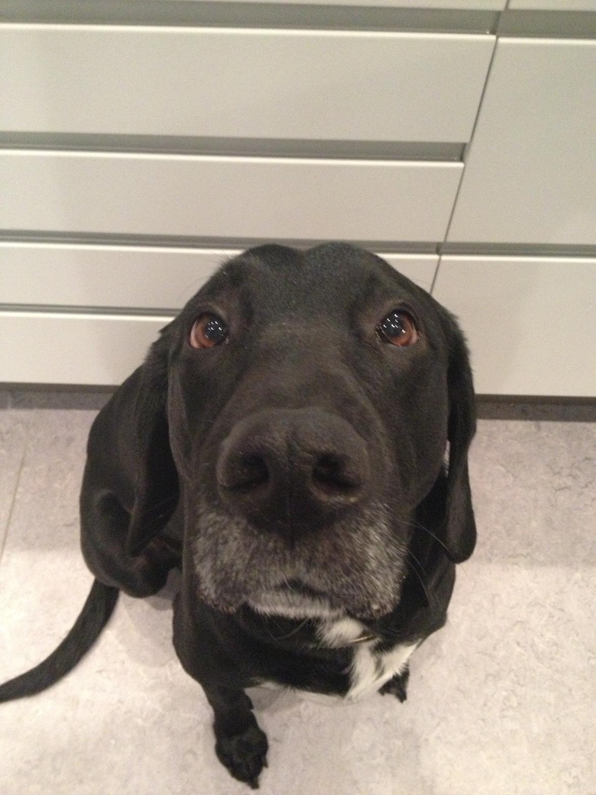 Blanding af racer Cody billede 1