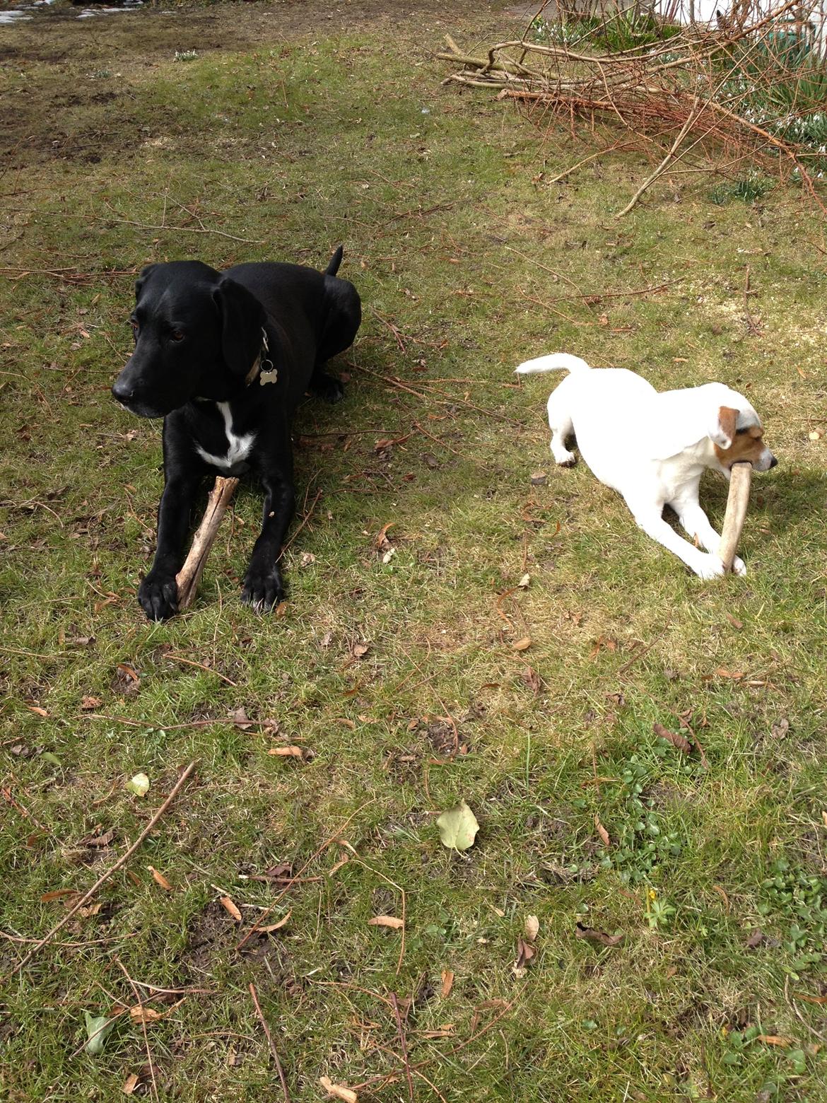 Blanding af racer Cody billede 7