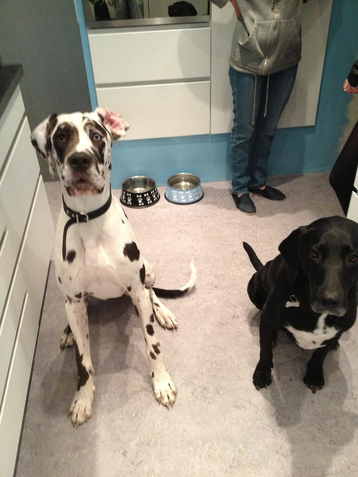 Blanding af racer Cody billede 8